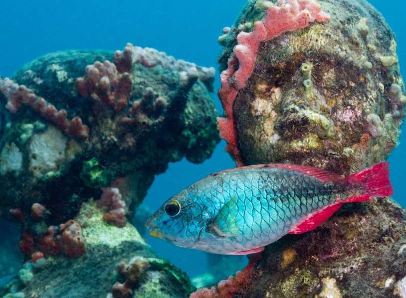 Viccisitudes in Grenada, West Indies