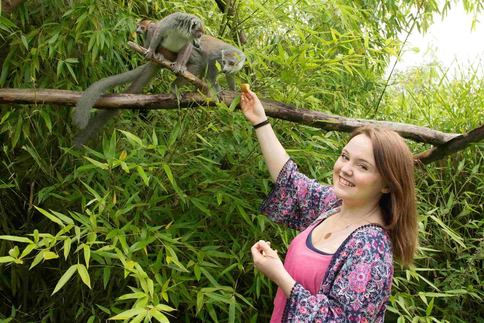 Come face to face with a lemur at Howletts