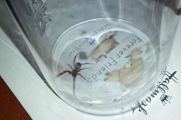 Snodland resident Dean Faulkin caught this spider