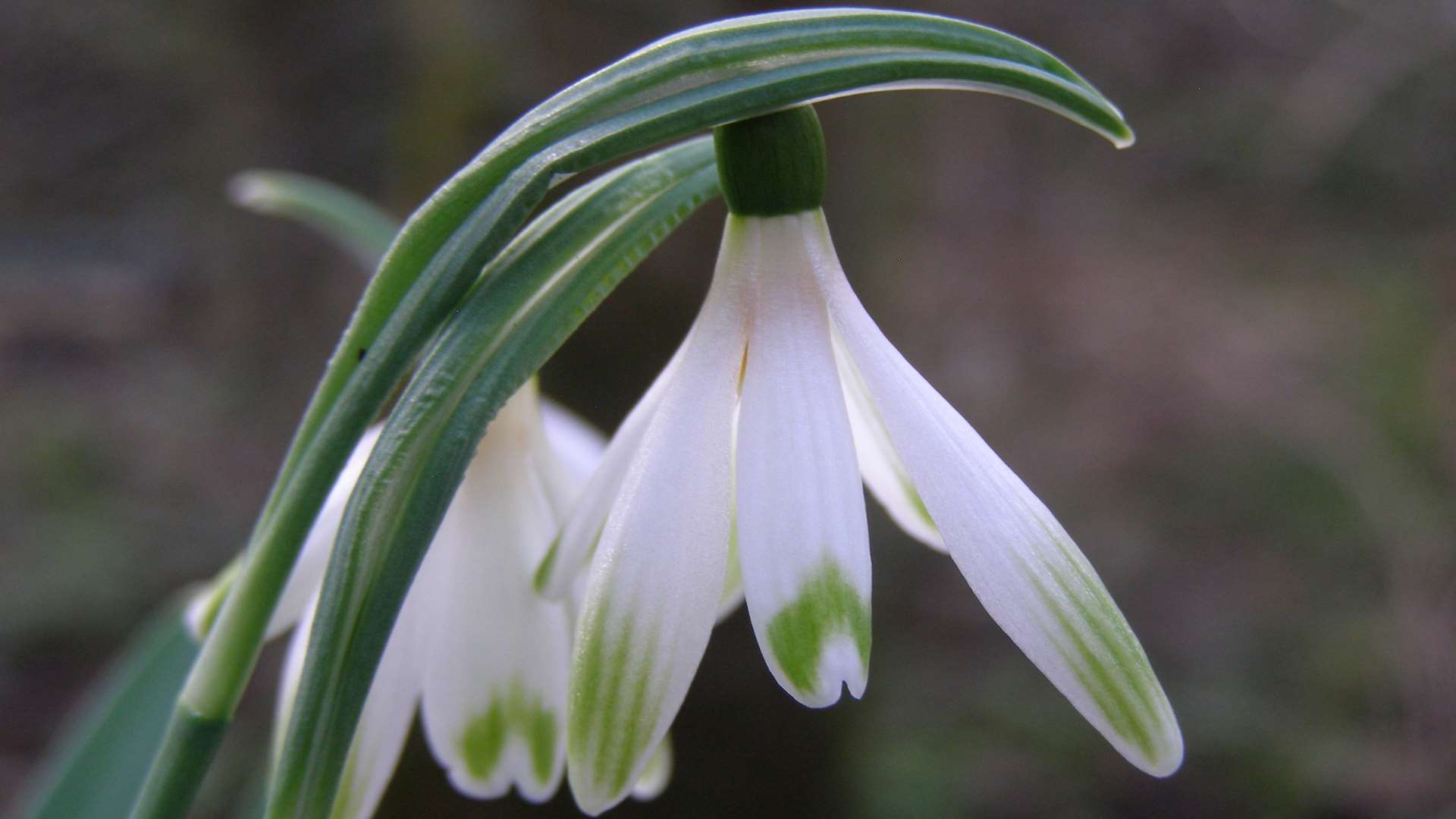 The snowdrops at Great Comp Garden