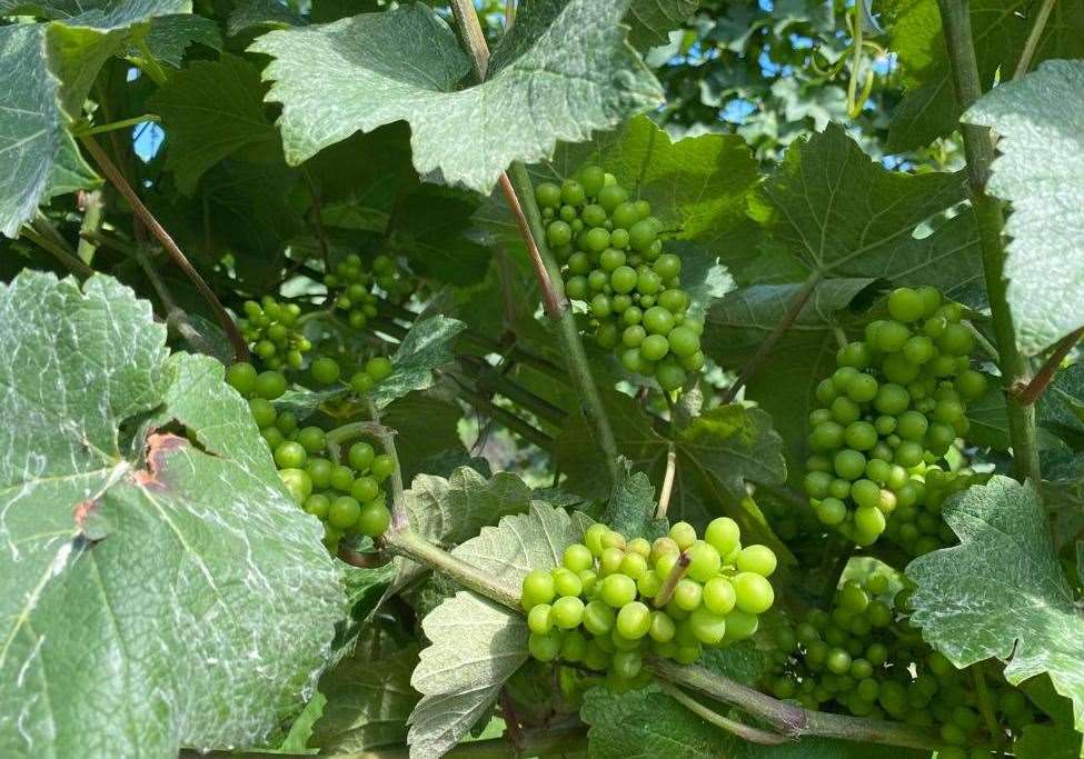 Grapes are ripening on the vines thanks to the late summer sun