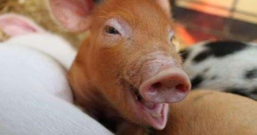 One of the pigs at the Rare Breeds Centre in Woodchurch, which has now reopened