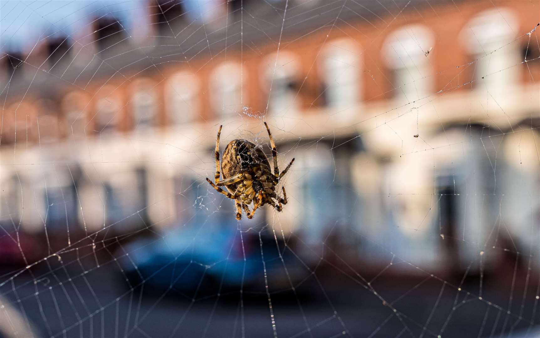 Spiders tend to be on the move from late August. Image: iStock.