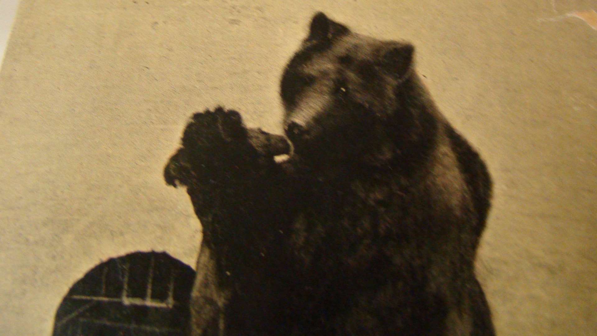 Rosie the bear in her pit at Rosherville Gardens