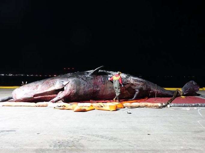 Specialists carrying out a post-mortem on the whale. Picture: CSIP-ZSL