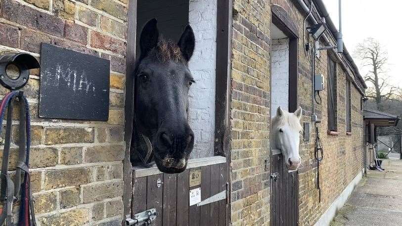 Horses at the Arrow Riding Centre