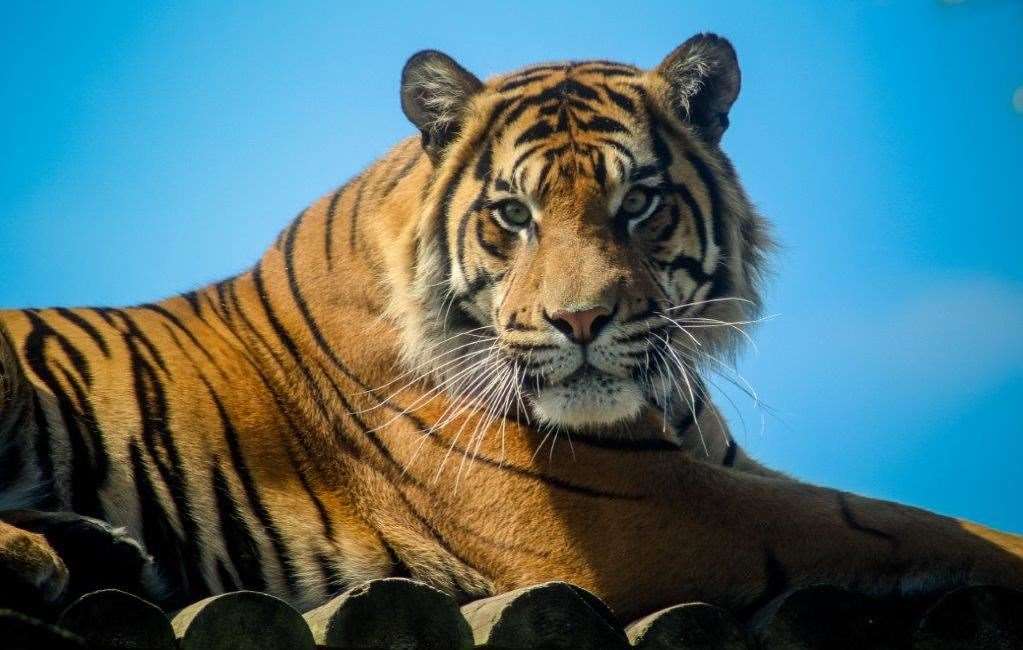 There are more than 390 animals to see at Howletts Wild Animal Park. Picture: Aspinall Foundation