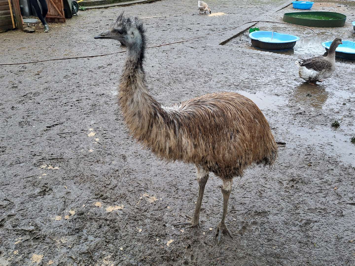 Beep Beep the emu, pet of Alison Carter of Boughton Monchelsea