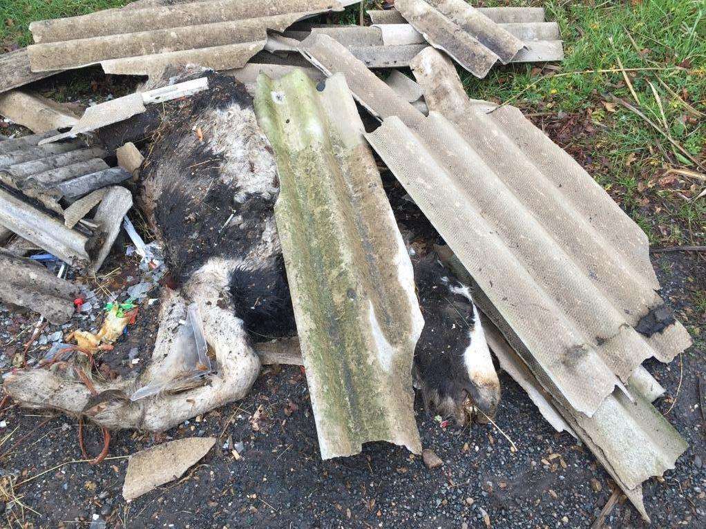 The horse's remains have been left at the side of the road since Wednesday