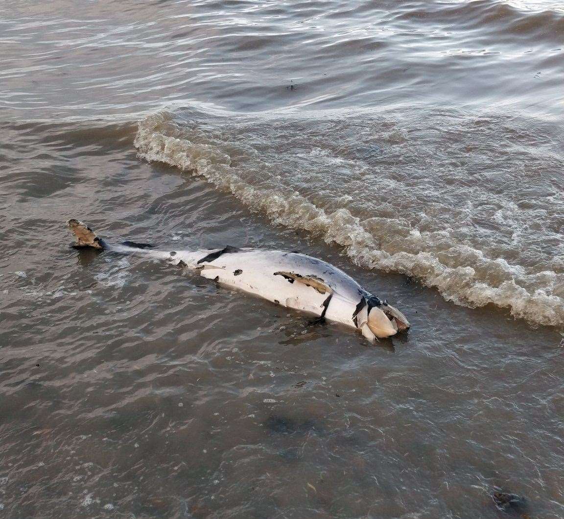 It is believed to be a harbour porpoise. Picture: Jack Miles