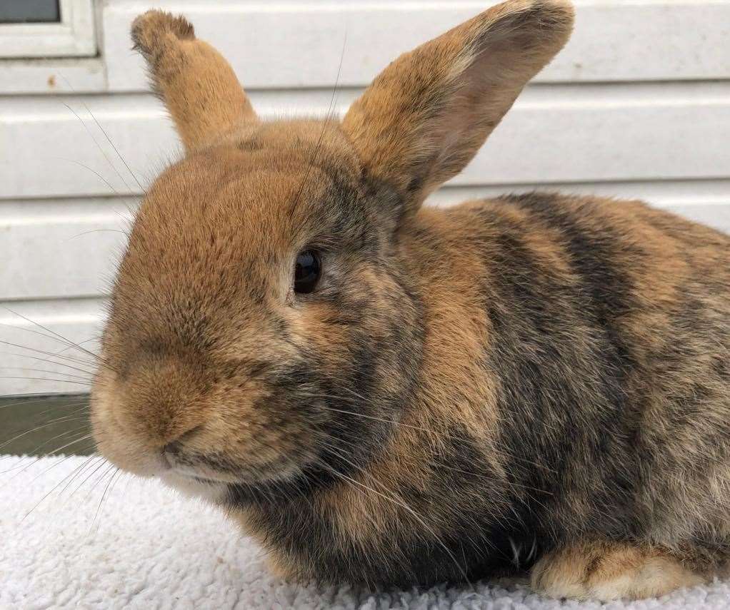 Ginger is looking for a home with an existing friendly female that he can bond with