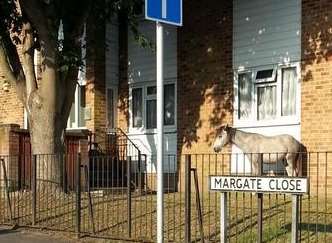 A horse has been seen outside a block of flats in Gillingham