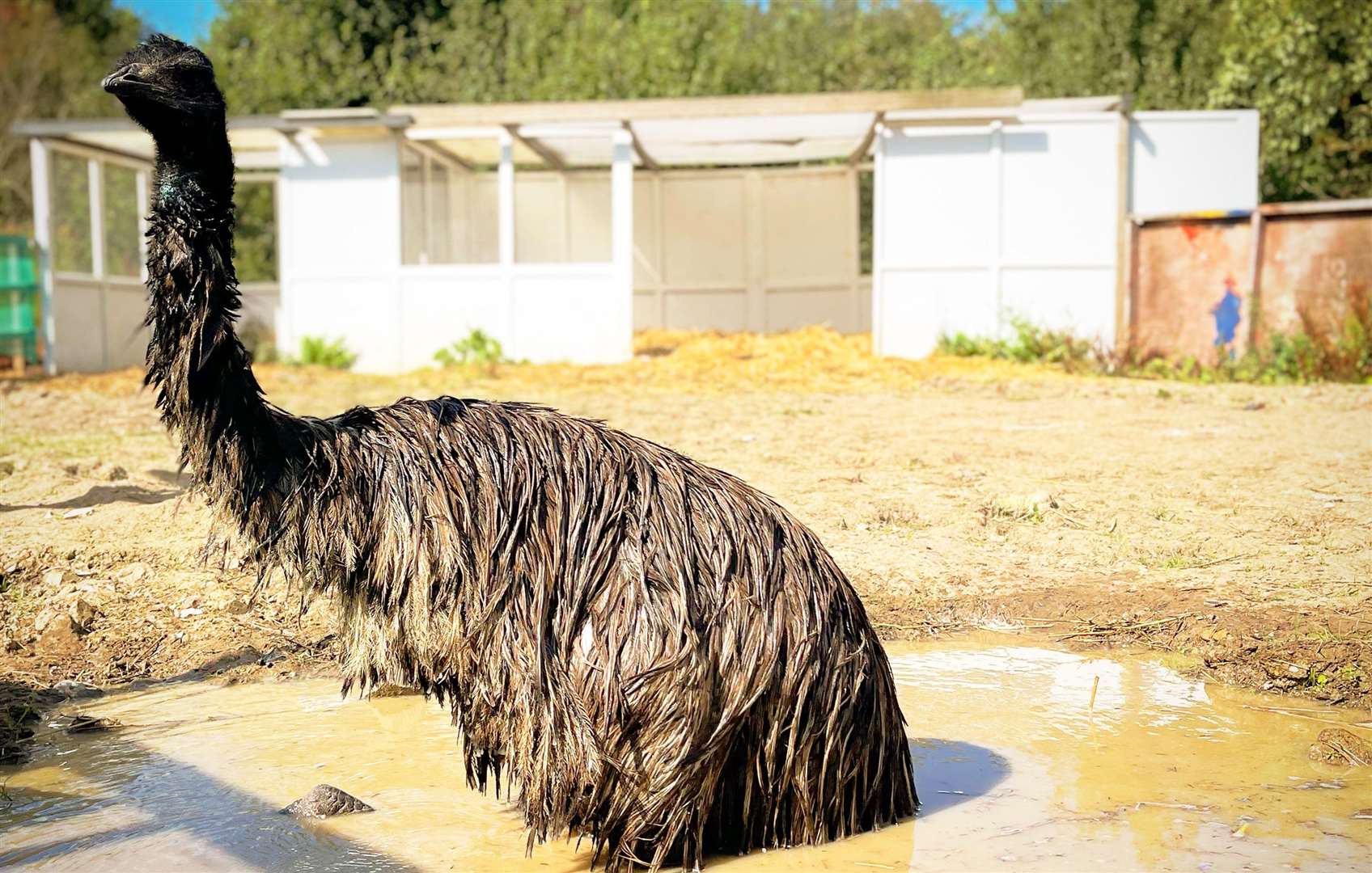 The emu is described as "tame and friendly," by owner Amey