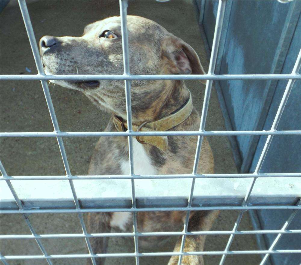 Blue staffie Buster is a lovable, sweet-natured soul who loves company and is unhappy in kennels. He desperately needs a proper home of his own. Thanet Animal Group (TAG) are looking for someone to help.