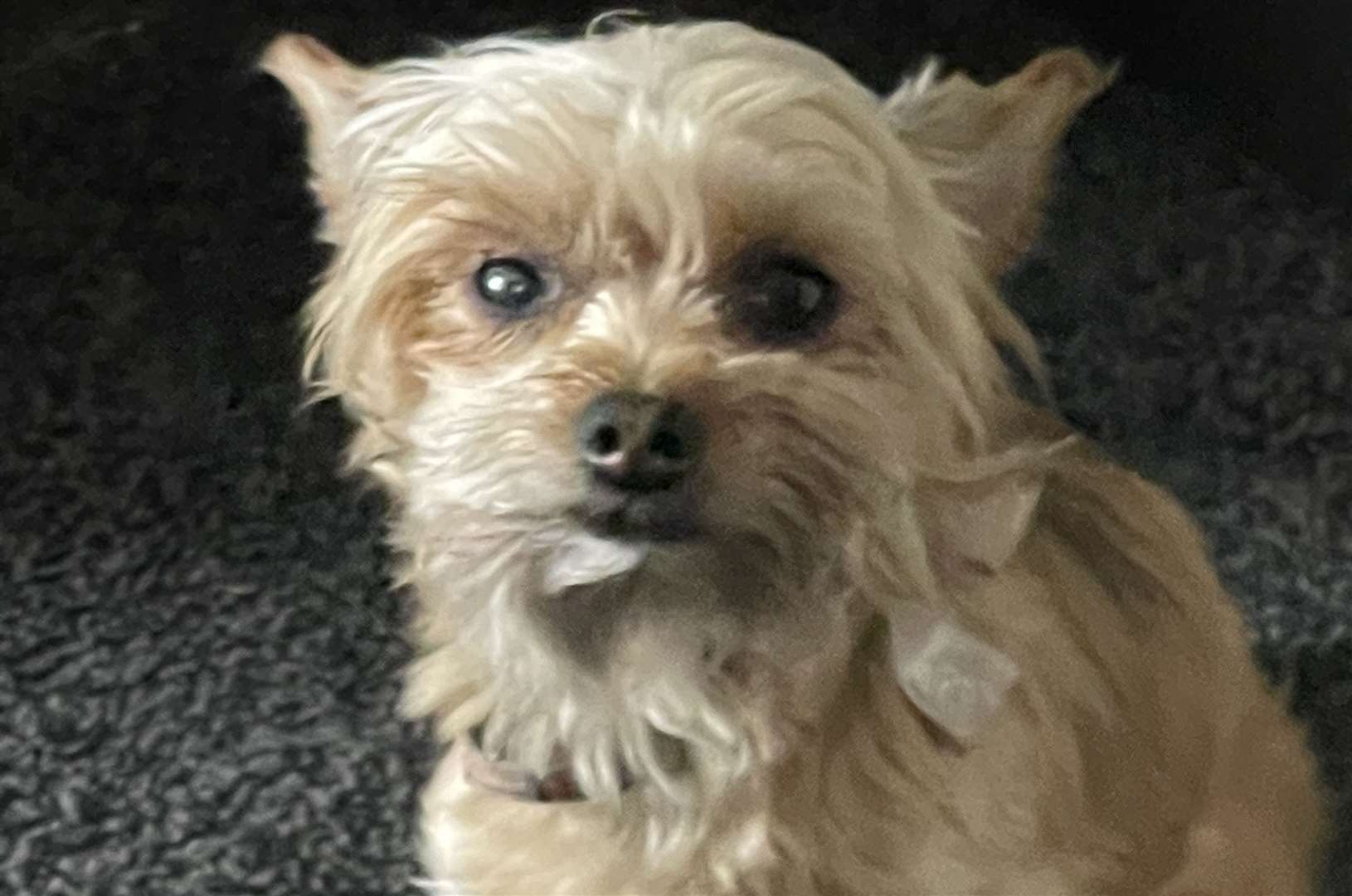 Paul's seven-year-old Yorkshire Terrier named Buffy. Picture: Paul Savage-Donovan