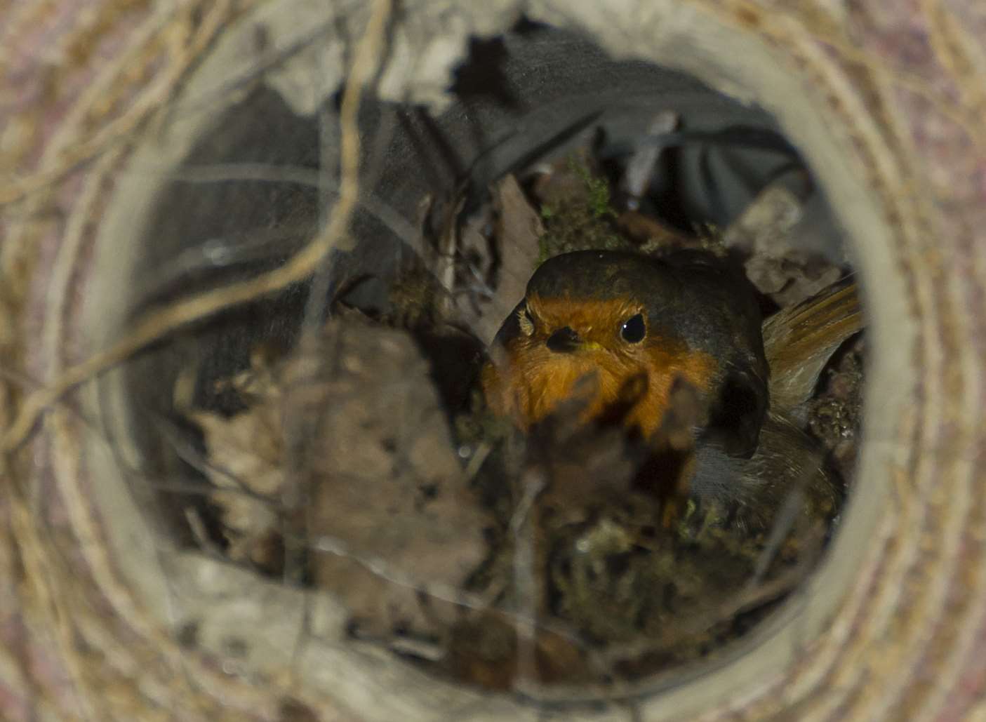 The robin has begun building a nest