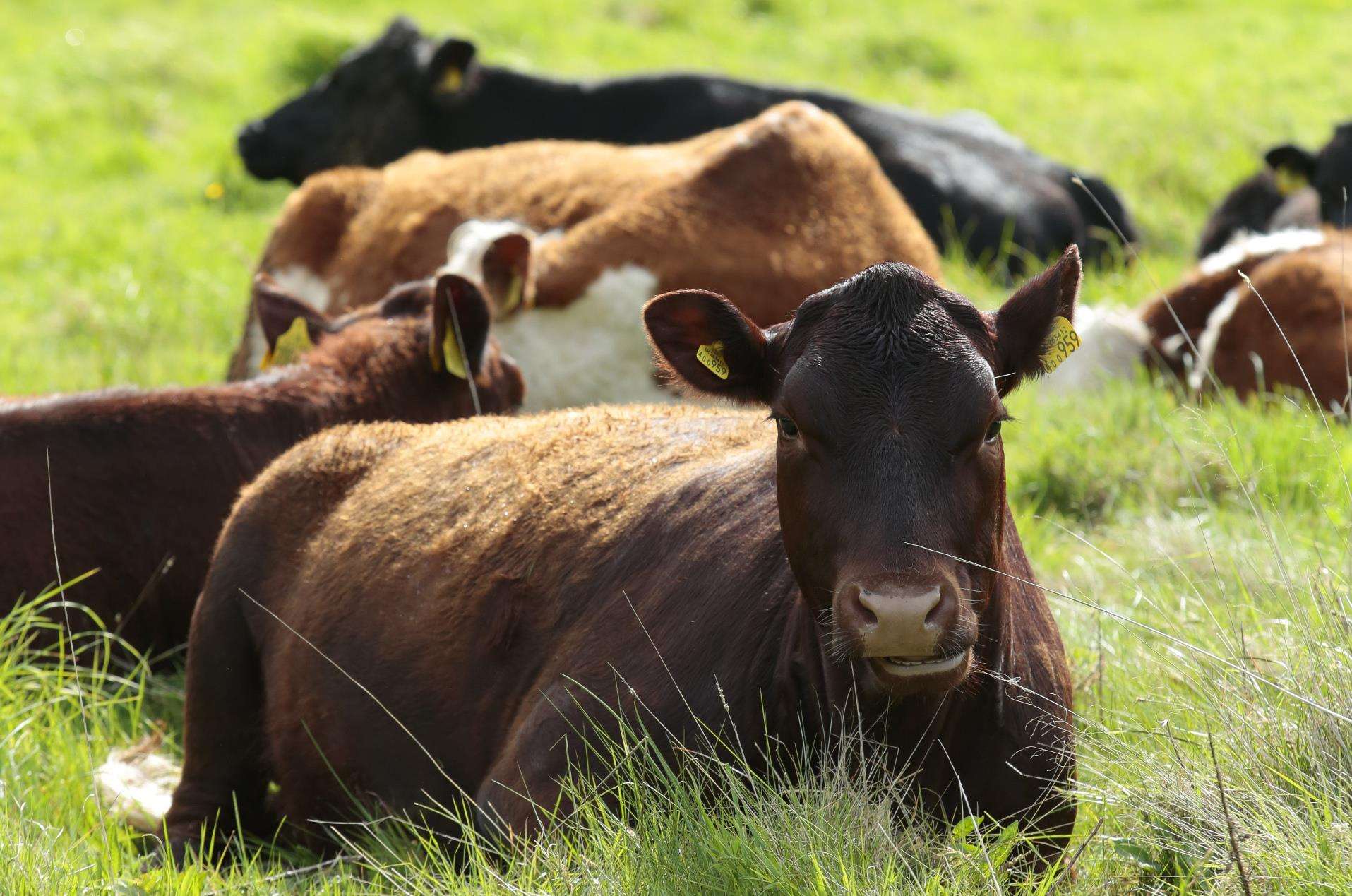 Cows. Picture: Martin Apps