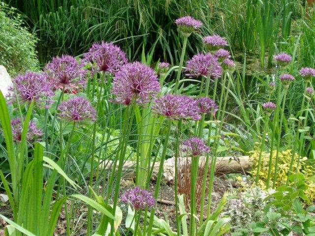 Volunteers have planted the banks of the Cooksditch Stream in Faversham with hundreds of flowers