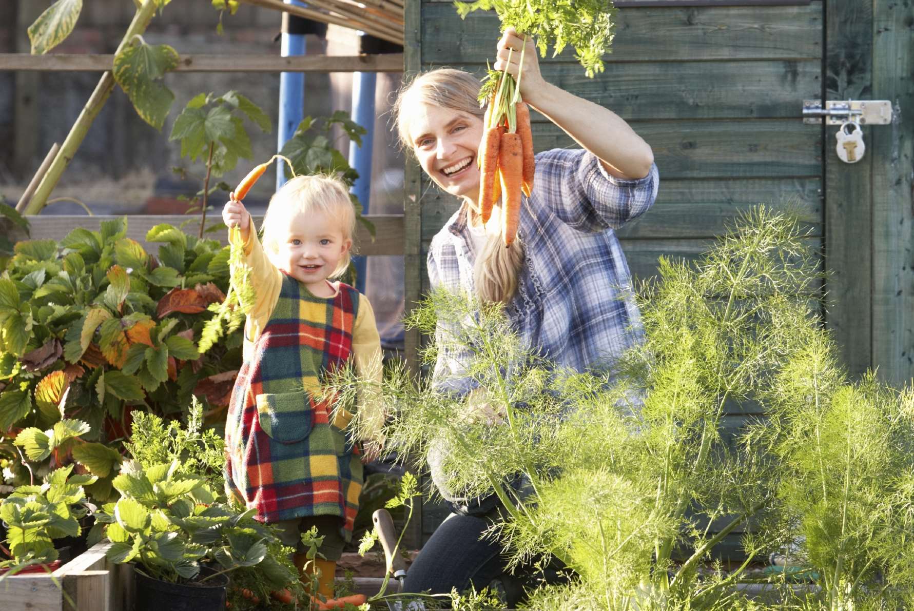 Allotments are now available for the public