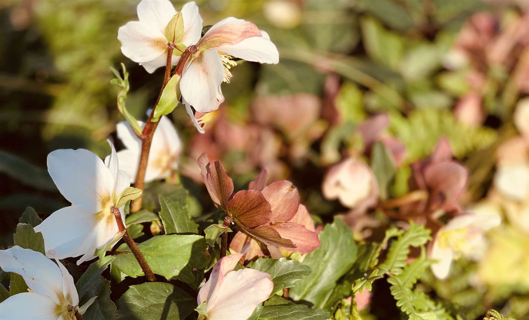 The team at Coblands Garden Centre in Sevenoaks have a wealth of knowledge and are on hand for visitors every step of the way.