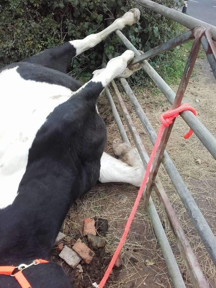 Phoebe had to be sedated while she was cut free