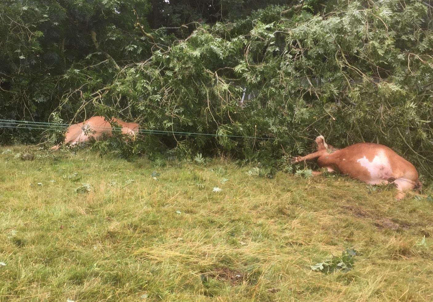 The cows have been removed from the field