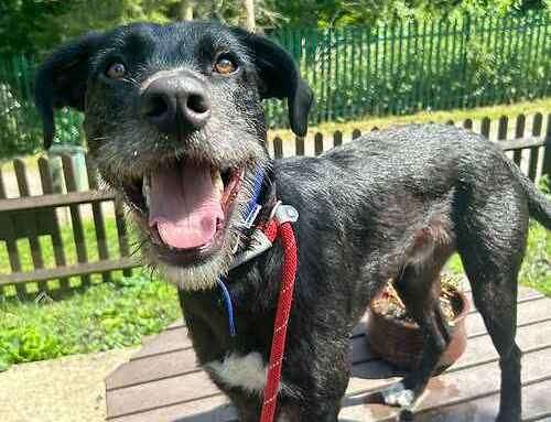 Tamlin the lurcher. Picture: Last Chance Animal Rescue