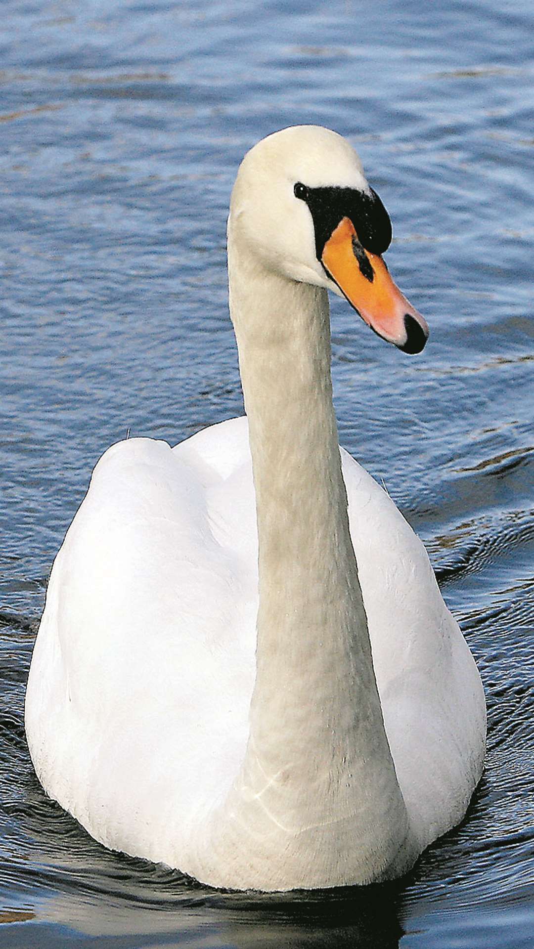 The swans 'were killed for fun'. Stock image