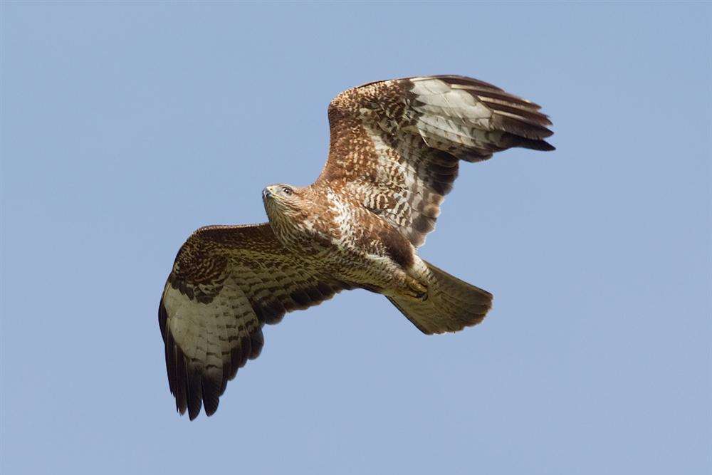 Kent Ornithological Society has condemned Natural England's decision to allow the destruction of buzzard nests. Picture: Brendan Ryan