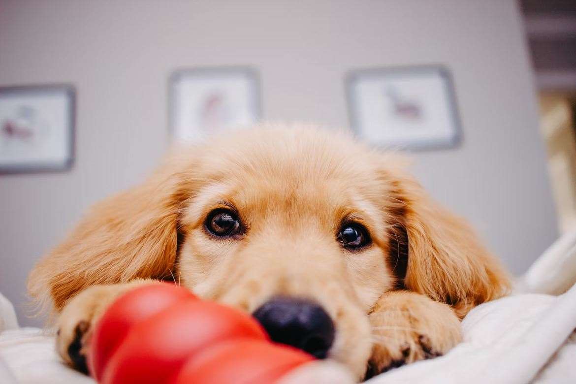 Training your dog to be alone while you're home can increase their confidence. Picture: Unsplash