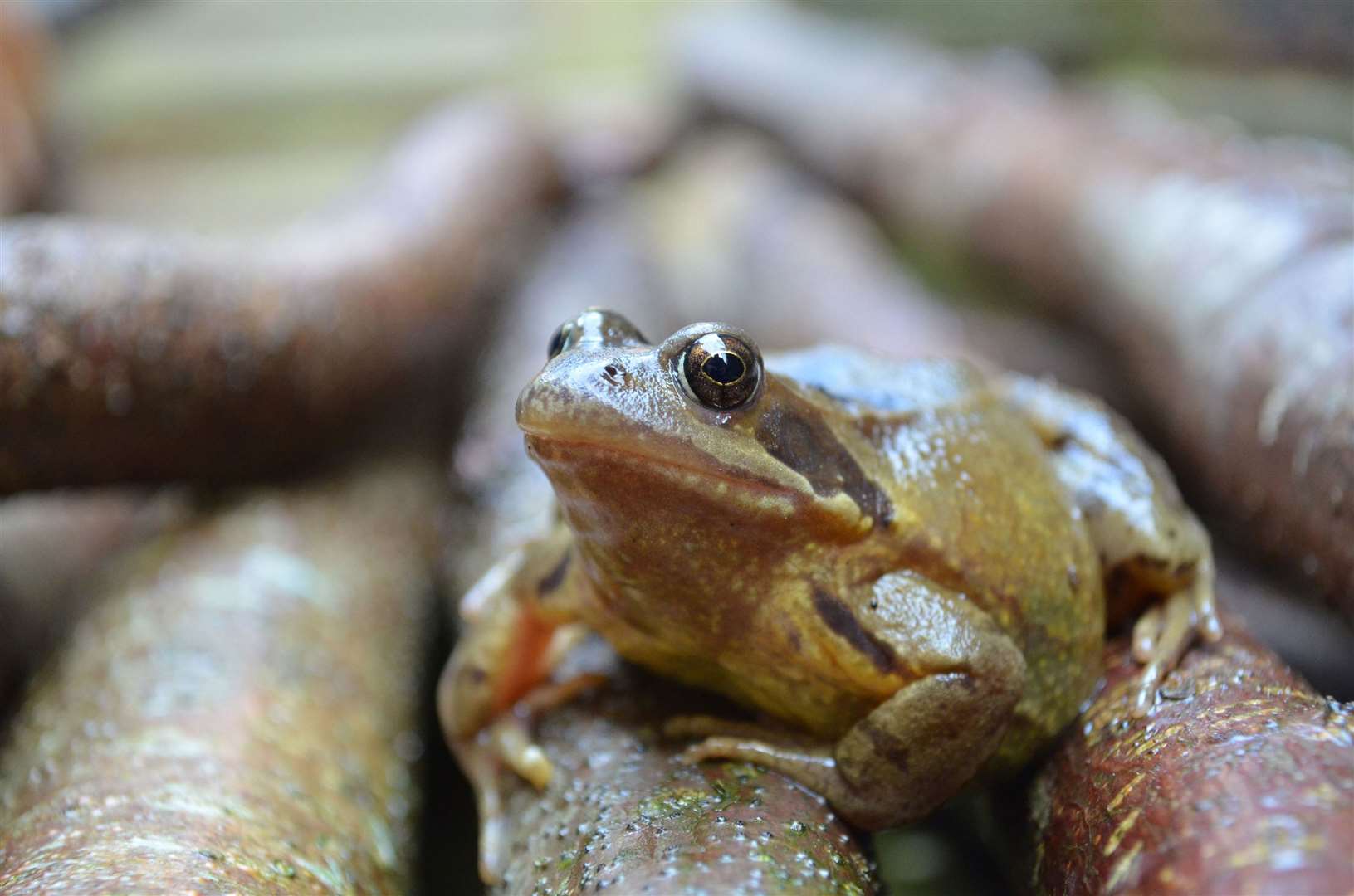 There are exceptions if wildlife could be harmed. Picture: iStock.