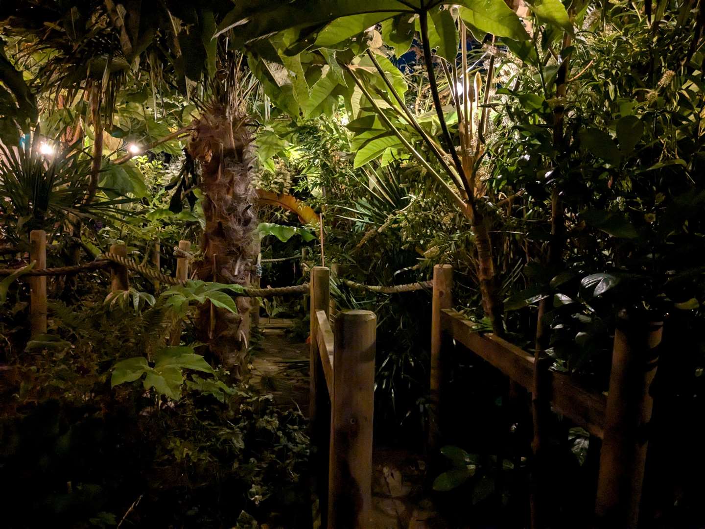 The rainforest at night