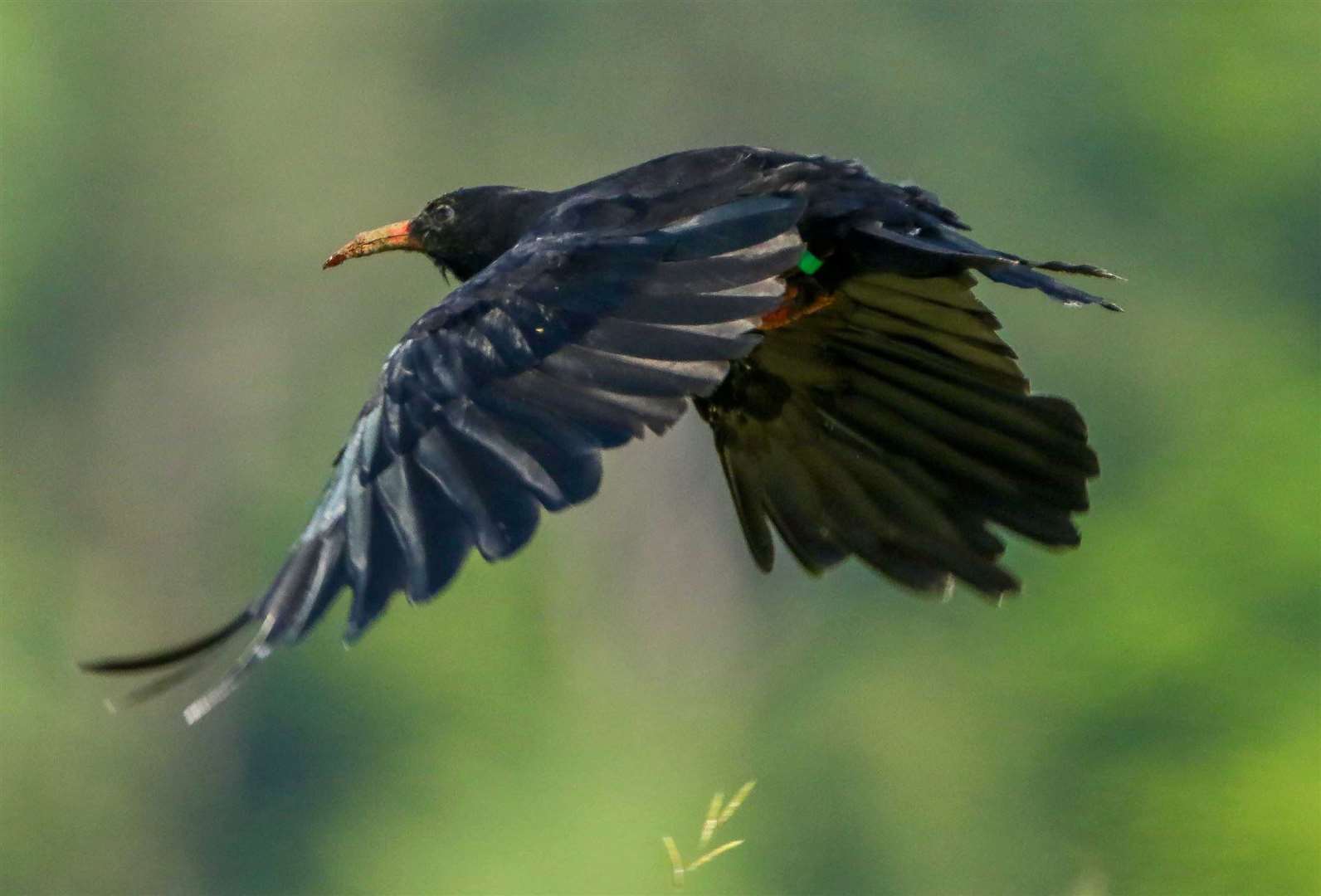 A red-billed chough from this summer. Picture: Kent Wildlife Trust