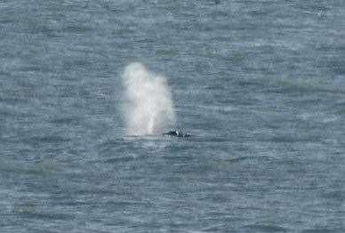 A whale has been spotted off the Kent coast. Pictures: Paul Jolliffe - Dover Strait Shipping