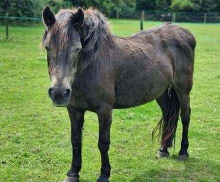 Carly Morris' pony Sadie is 43