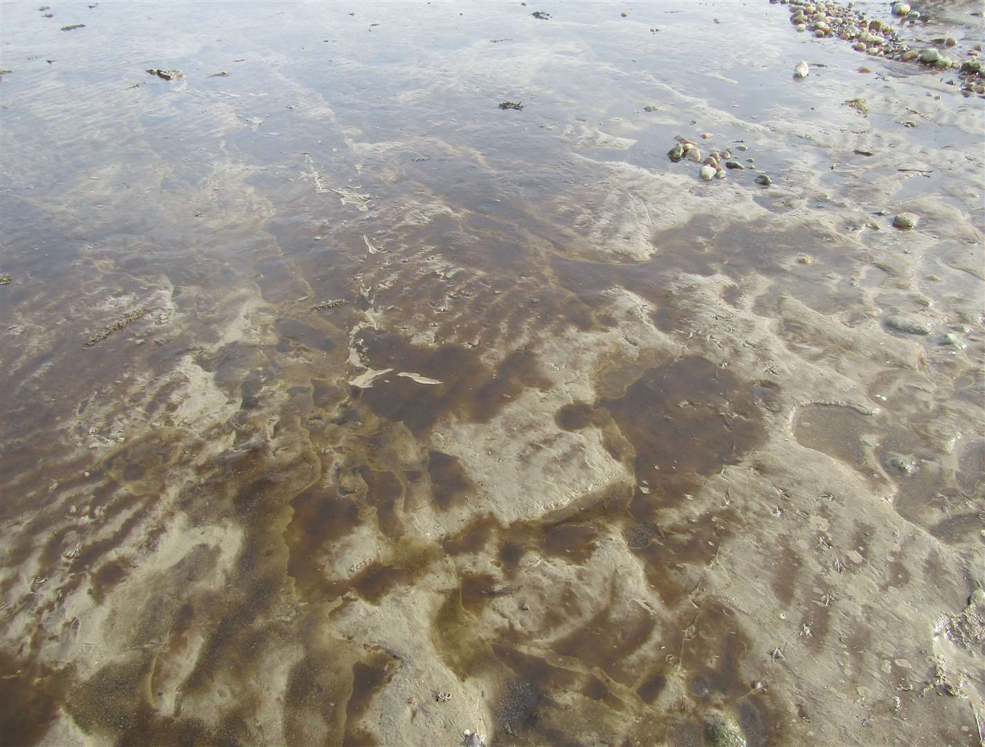 What was thought to be an oil slick off Warden Point, on Sheppey, was found to be caused naturally