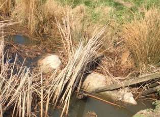 The sheep found in a ditch at Street Farm