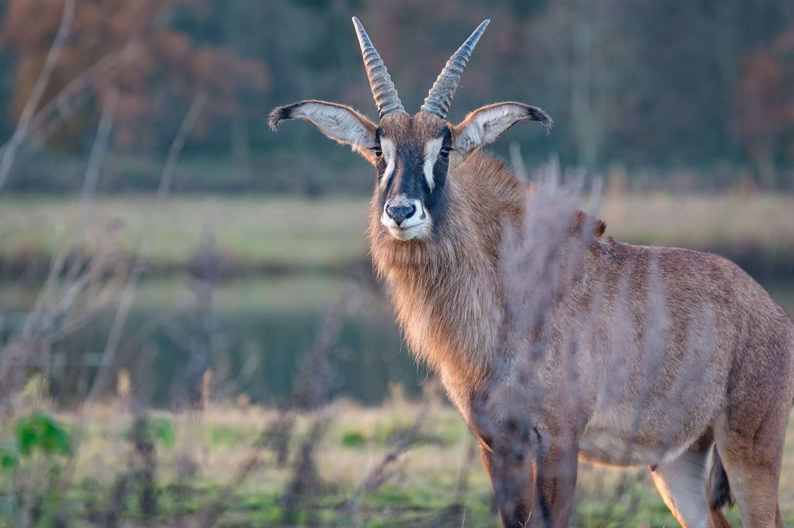 Antelopes are one of the animals that are being affected by the delays as they have to spend 30 days in quarantine. Picture: Harry Lessman