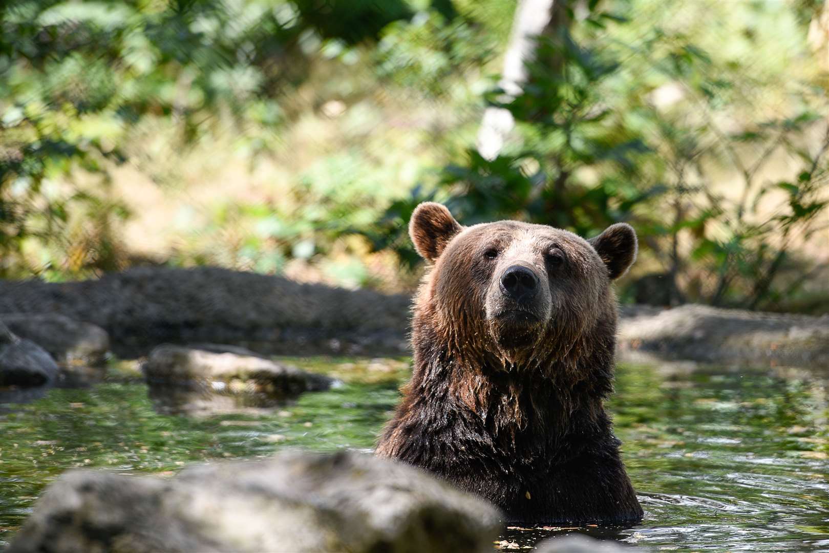 See bears at Wildwood Picture: Alan Langley