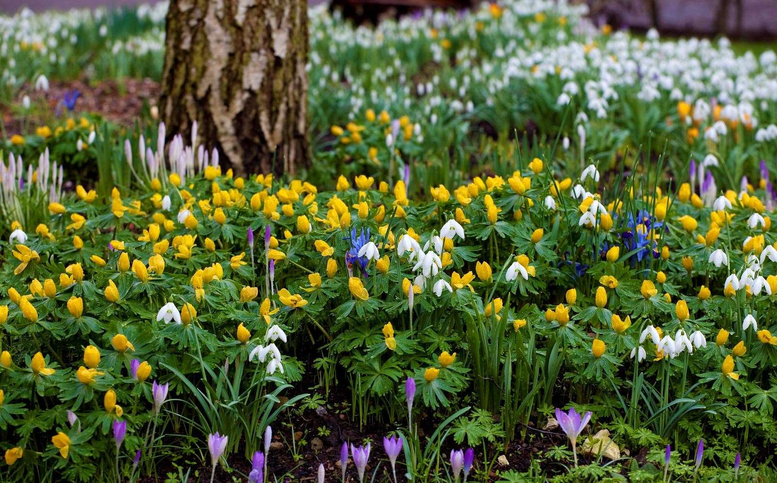 There are fantastic views of the Weald from the gardens at Spring Platt. Picture: Leigh Clapp