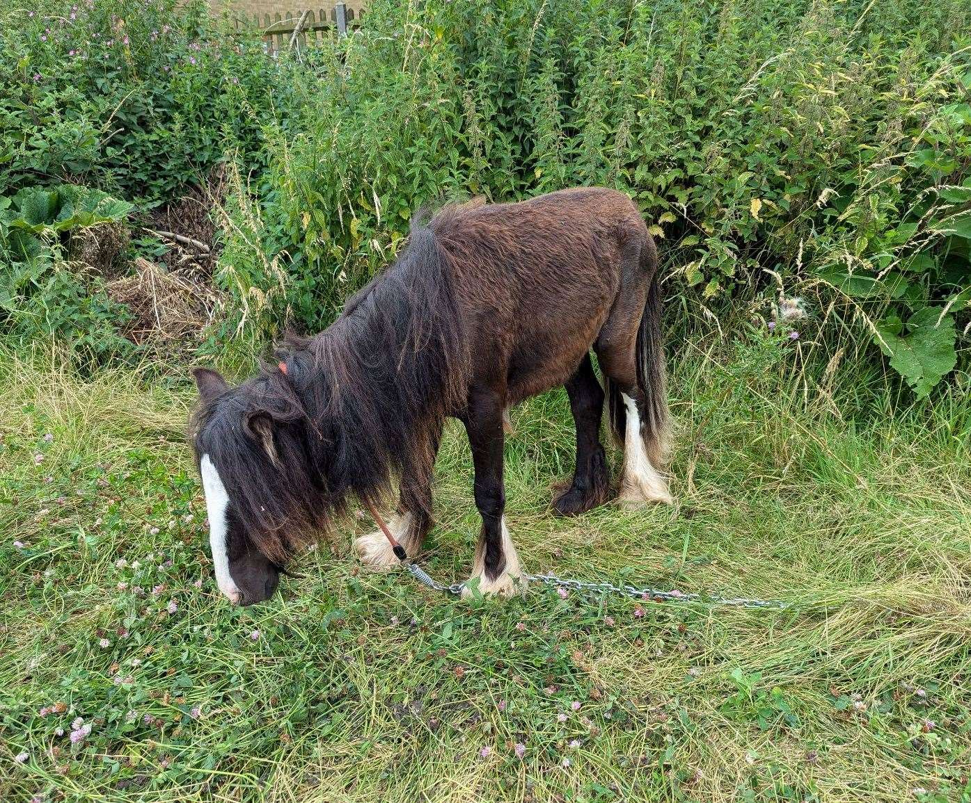 The RSPCA is appealing for information after Forrest was reported abandoned in Park Corner Road, Southfleet. Photo: RSPCA