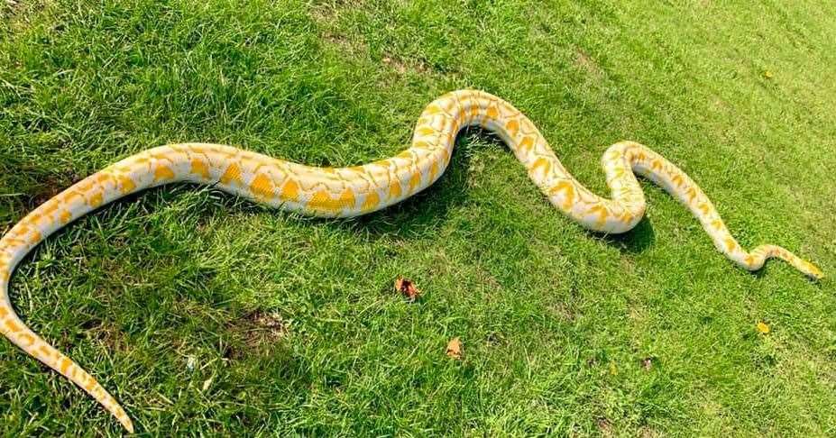 Luna the albino python. Picture: Joe Thelwell