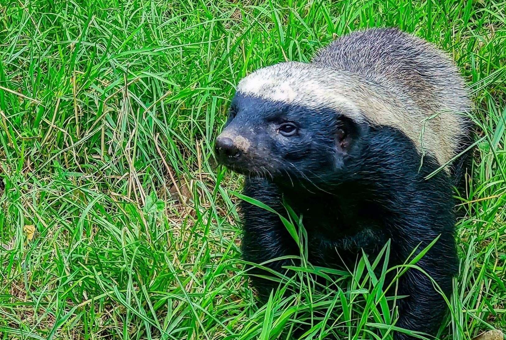 Tembe, a female honey badger rewilded as part of the Aspinall Foundation’s Back to the Wild initiative, is thriving in her new home. Picture: Howletts