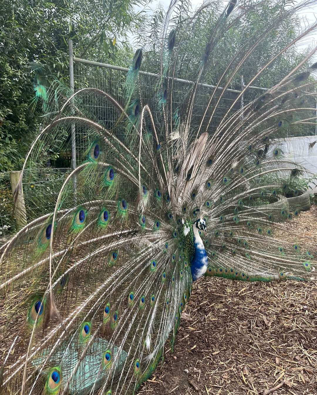 Harry, another happy peacock at the sanctuary