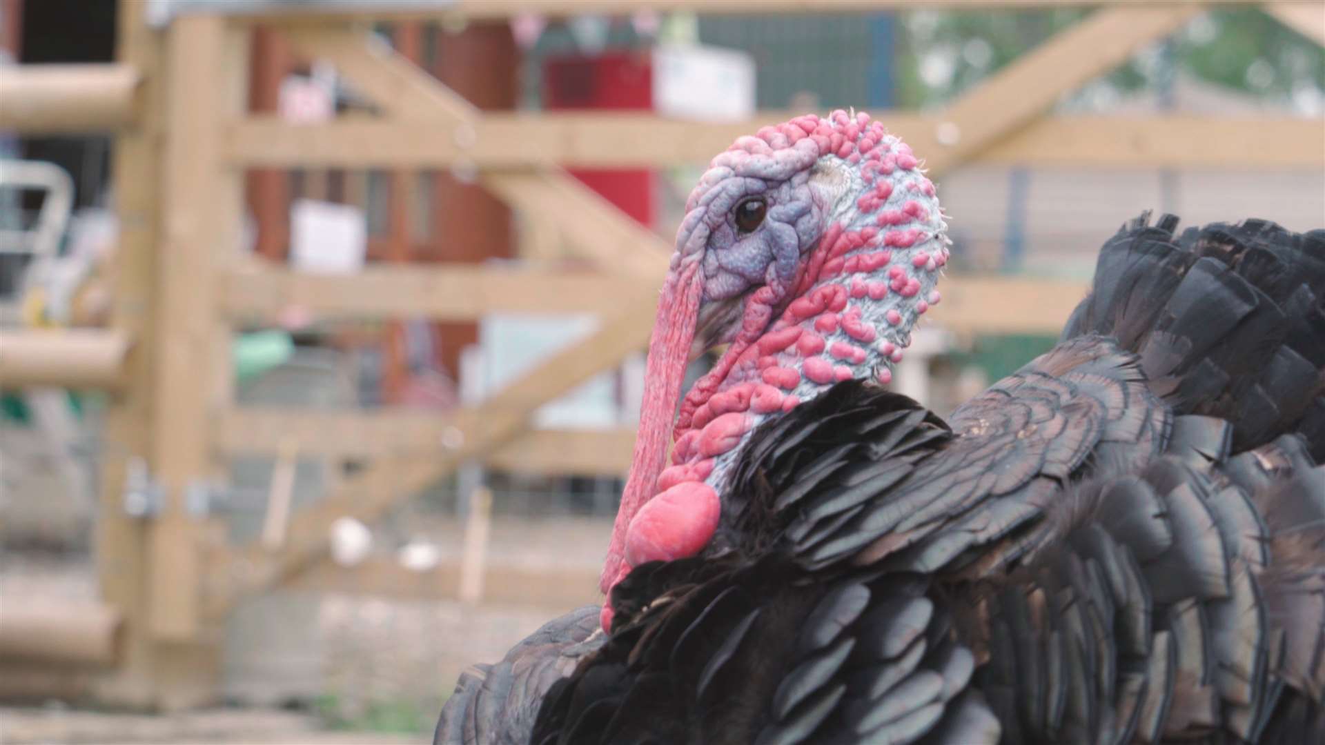 Bramble Bill is the 'friendliest turkey'