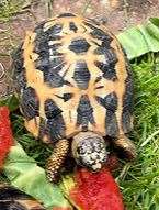 Police have issued images of the tortoises taken from New Ash Green