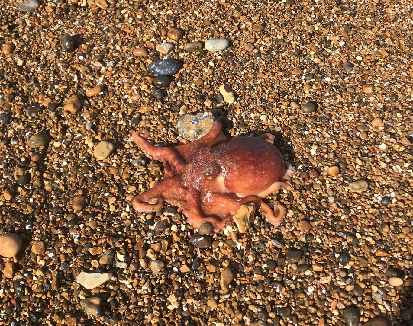 The beached octopus. Picture: Paul Lowing. (8963465)