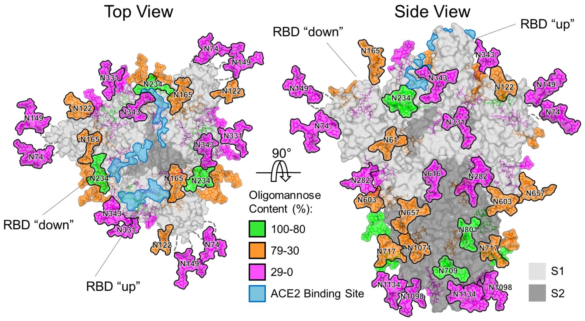 The model of the Sars-CoV-2 coronavirus that causes Covid-19 (University of Southampton/PA)