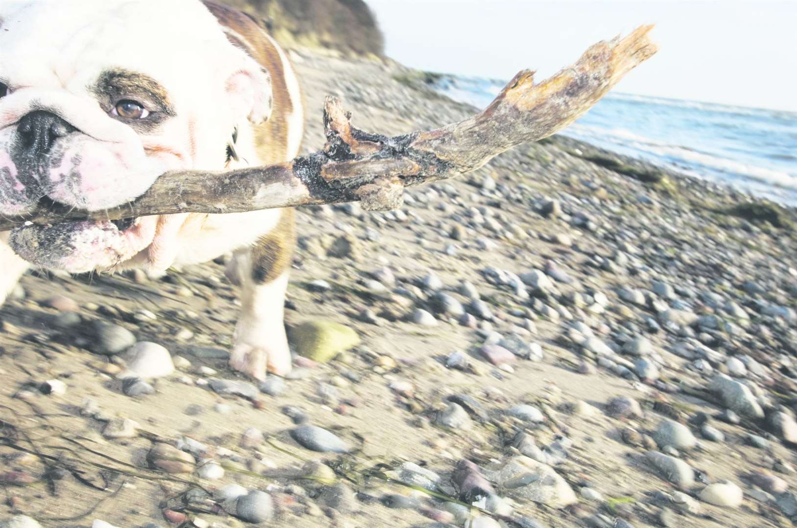 If you're lucky enough to live near the Kent coast, you and your dog can enjoy a coastal stroll