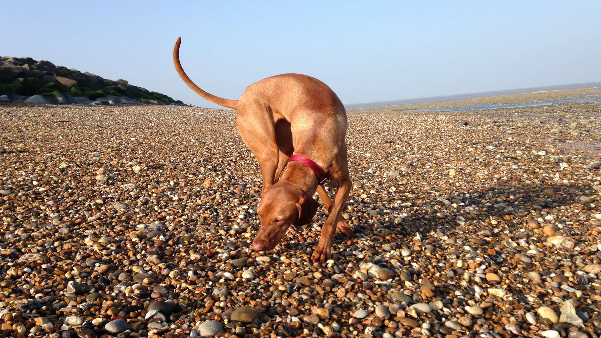 Make the most of the Kent coast with your dog